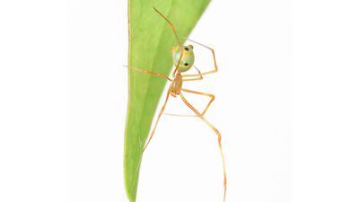 Going ballistic: spider spins a spring-loaded trap