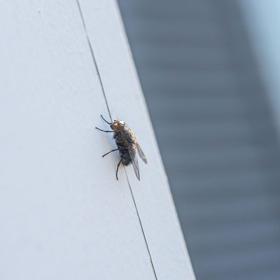 I turned my morning coffee into the ultimate fly repellent – it banished them in minutes and made my house smell like a coffee shop
