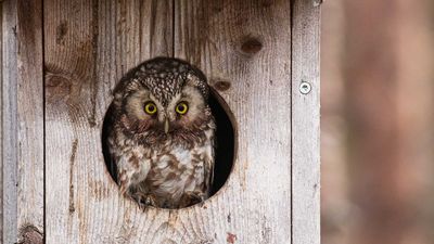 Why More Homeowners Are Adding Owl Houses to Their Yards – The Tick-Control Benefit Is Hard to Ignore