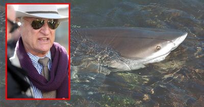 'They used to sacrifice human beings': Katter blasts shark protections in Hunter visit