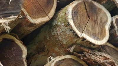 Questions raised over $1.5 billion logging transition
