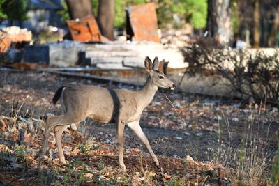Zombie Deer Disease Now Detected in 36 States; New Study Confirms Infected Deer Can Appear Healthy While Spreading Disease