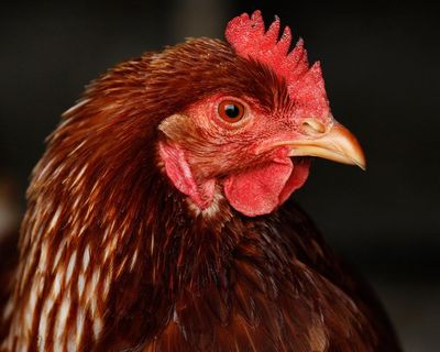 Can I get sick from bird flu? What are the symptoms, and are chicken and eggs safe to eat?