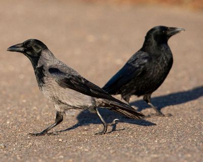 Country diary: Birds of a feather in a noisy argument