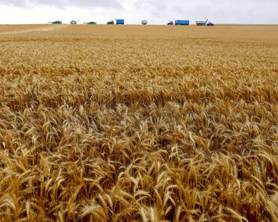 A weedkiller banned in 70 countries can be used in Australia. Are the regulatory scales tipped in favour of big agriculture?