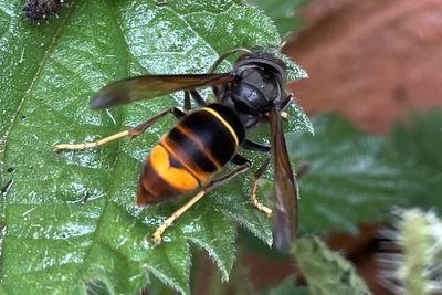 Five invasive species you don’t want in your garden and what you should do if you see them