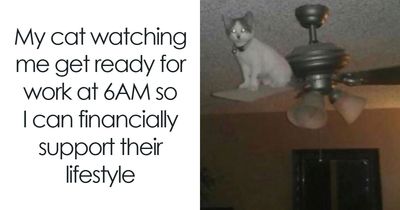 These Memes From “Animals Doing Things” Are Cute, Chaotic, And Very Relatable (40 New Pics)