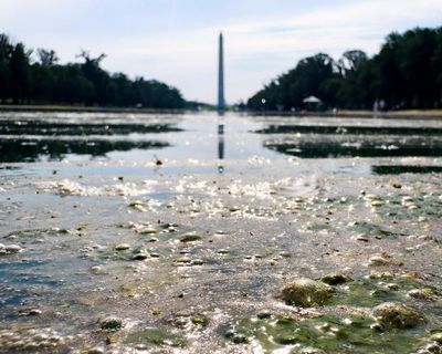 It’s not easy being green: Trump’s botched reflecting pool becomes 2,028ft metaphor