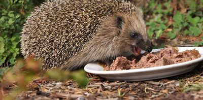 We found microplastics in hedgehogs – then we traced them back to pet food