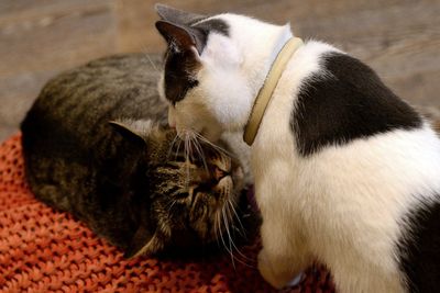 Do cats groom each other as sign of affection? New study disputes theory