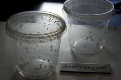 Aedes Aegypti Mosquitoes Can Learn to Move Toward DEET Treated Human Skin, Journal of Experimental Biology Study Reveals