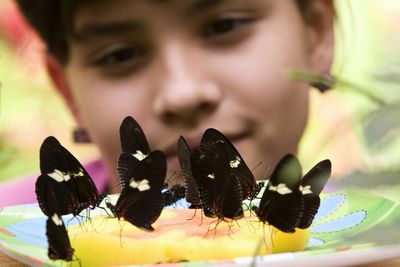 Scientists Discover Why Heliconius Butterflies Live Three Times Longer Than Their Relatives and Show Almost No Signs of Aging