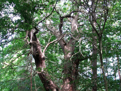 In 1904, chestnut blight was first reported at a New York zoo: By 1950, it had killed 4 billion American chestnut trees across the East