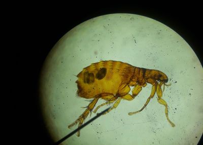 A Flea-Borne Disease You Have Never Heard of Is Killing People in Texas ICUs and Doctors Just Warned the Public