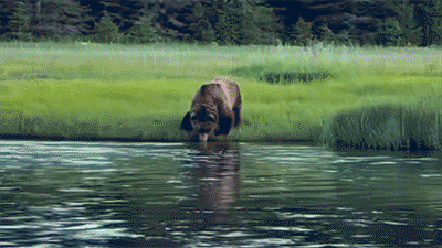 Photographer has nervy encounter with enormous grizzly bear in Alaska