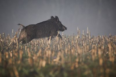 Wild pigs were brought to North America in the 1500s: 2026 finds forests they roam have fewer invasive plant species than pig-free areas