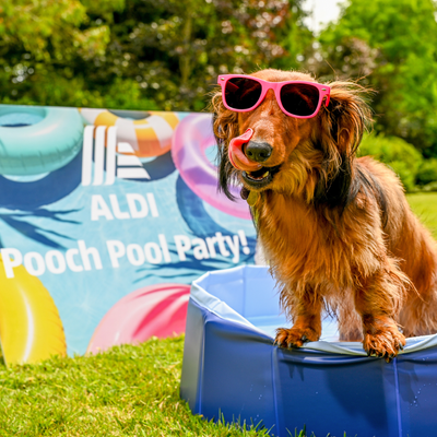 Aldi’s sell-out pet cooling range is back in stock in time for the June heatwave – the cooling buys I'm snapping up for my dog