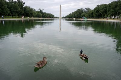 Ducks have been found dead near Trump’s algae-laden, paint-peeling Reflecting Pool, report claims
