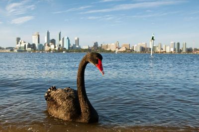 Tasmanian devils, swift parrots, black swans: the animals at risk if bird flu takes off in Australia