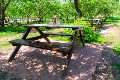 7 Plants That Help Keep Outdoor Spaces Cooler Naturally