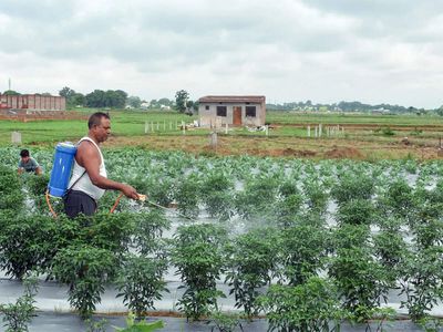 India prepares contingency plans for 315 districts as monsoon falters