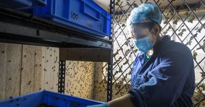 'Foul': why Goterra's waste solution became a local neighbourhood nightmare