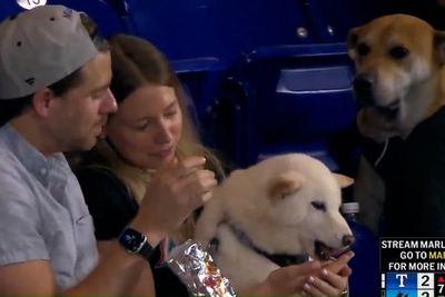 Jealous dog watches on as another pooch gets hotdog at ‘Bring Your Pup to the Park’ day at baseball stadium