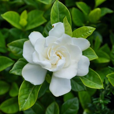 Sorry, roses, gardenias are one of the most intoxicating shrubs for intense summer fragrance – here's how to grow one and keep it thriving