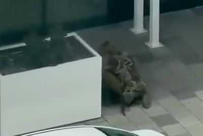 Video shows terrifying moments of Montreal shooting that left two victims dead as possible incel manifesto revealed