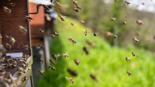 An estimated 2M bees escape after a semi overturns in Texas – less than 2 months after North Dakota experienced a similar accident