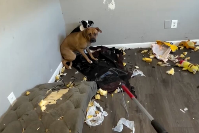 ICE agents allegedly left dogs unattended after arresting owners
