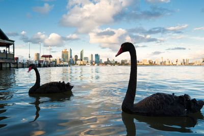 Morning Mail: bird flu risk to 150 native species, France roasts in heatwave, Ronaldo record