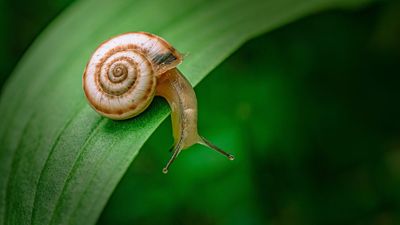 I've been using this surprising bathroom item to keep slugs and snails out of my garden — and it’s not coffee grounds