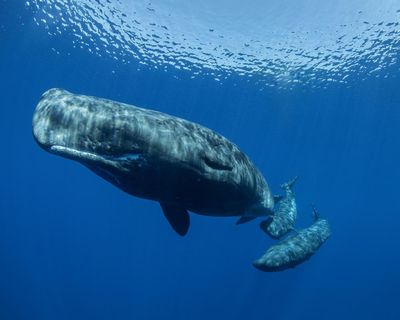 Different sperm whale ‘dialects’ detected on separate sides of the Mediterranean