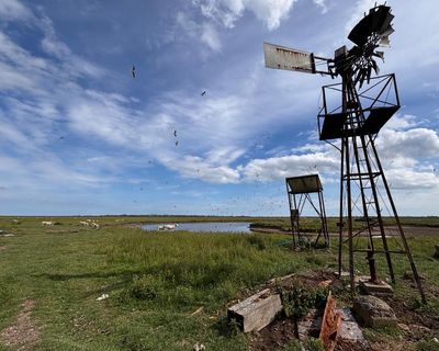 Country diary: This ‘secret’ island takes me back to Swallows and Amazons