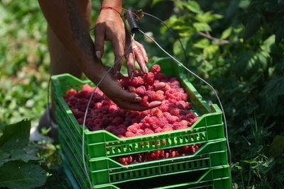 Farmers in ‘raspberry capital’ sound the alarm after sudden drop in yield