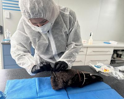 Bird flu confirmed in South Australia as infected petrel brings deadly H5N1 cases to three