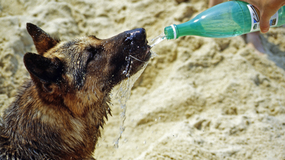 Your Dog Could Die in This Heat: Eight Ways to Keep Pets Safe as Europe Bakes