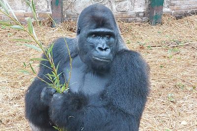 Bristol Zoo Project welcomes new silverback to lead troop following popular gorilla’s death