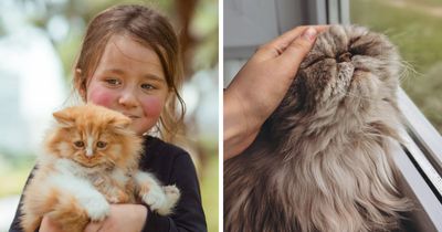 Animal Behavior Expert Explains 17 Common Things People Get Wrong About Cats