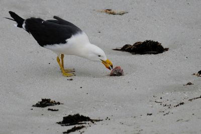 H5 bird flu detected in second Australia state