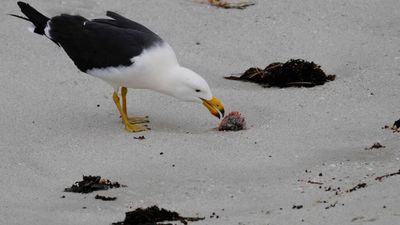 Australia on alert as H5 bird flu detected in migratory seabirds