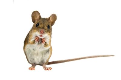 Is the world about to be overrun by trans mice? Not if congresswoman Nancy Mace has anything to do with it