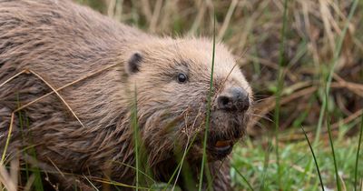 Highland community could be next to reintroduce wild beavers