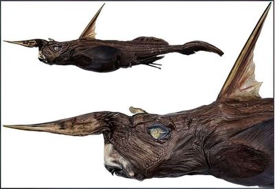 Ghost shark discovered: Scientists identify new deep-sea species off Costa Rica