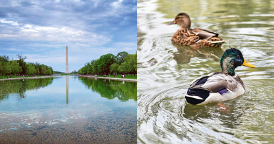 Hydrogen Peroxide or Algae: More Ducks Found Dead at Lincoln Memorial Reflecting Pool, $14M Bad Renovation?