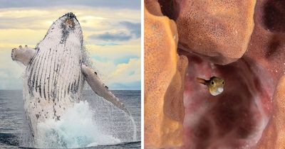 57 Incredible Photos Shared By The ‘Raw Oceanlife’ Page That Capture The Wild Beauty Of The Deep Blue Sea