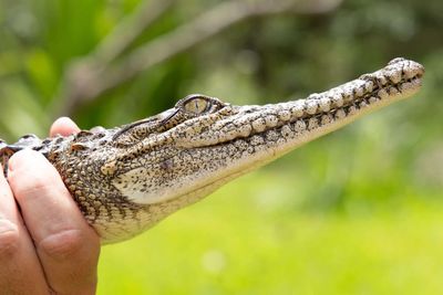 Scientists explain how crocodiles survived the asteroid that wiped out dinosaurs — the curious case of ‘living fossils’