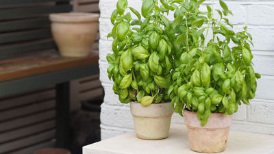 Not Citronella, Not Thyme — This Inexpensive Supermarket Herb Is an Attractive, Natural Pest Repellent That Makes Your Garden Look Like Italian Summer