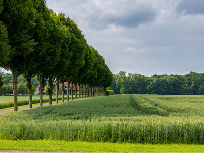 More trees do not always mean more birds, and a Japanese study found grassland species fell by over 70% near shelterbelts, showing that restoring habitat can sometimes reduce biodiversity